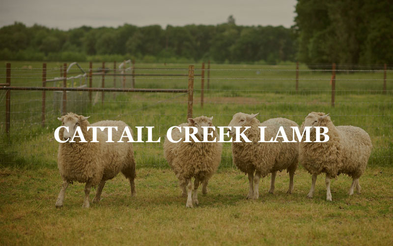 Cattail  Creek Lamb